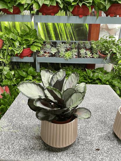 Calathea -  Table Top