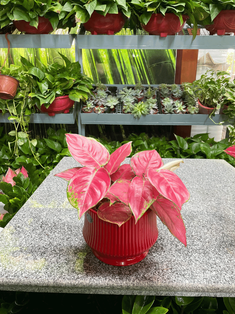 Aglaonema Table Top
