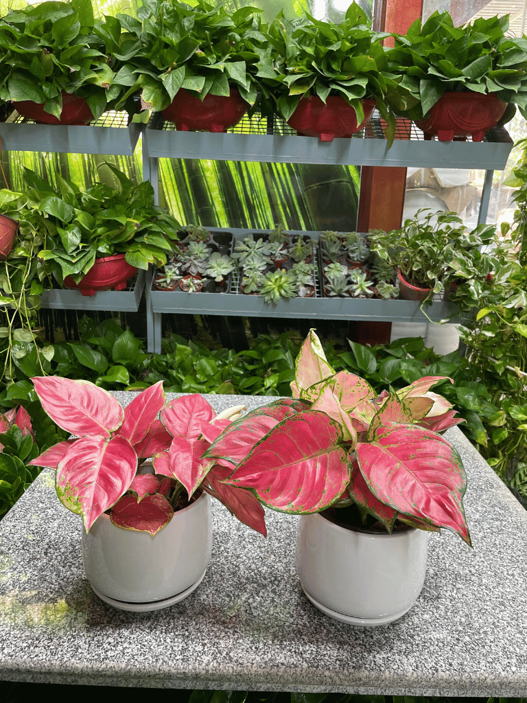 2 Aglaonema - Bundle of TWO