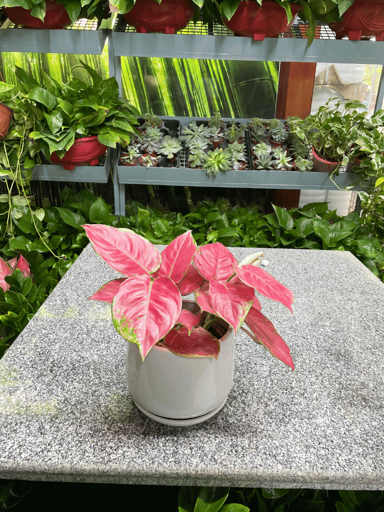 Aglaonema Table Top