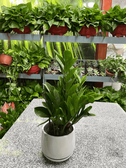 ZZ Plant - Table Top