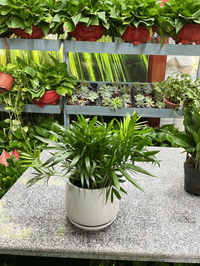 Chamaedorea Plant