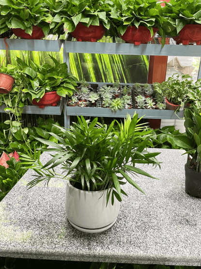 Chamaedorea Plant