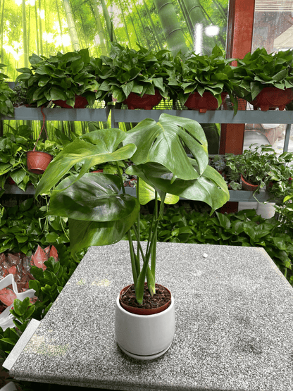Monstera - Table Top