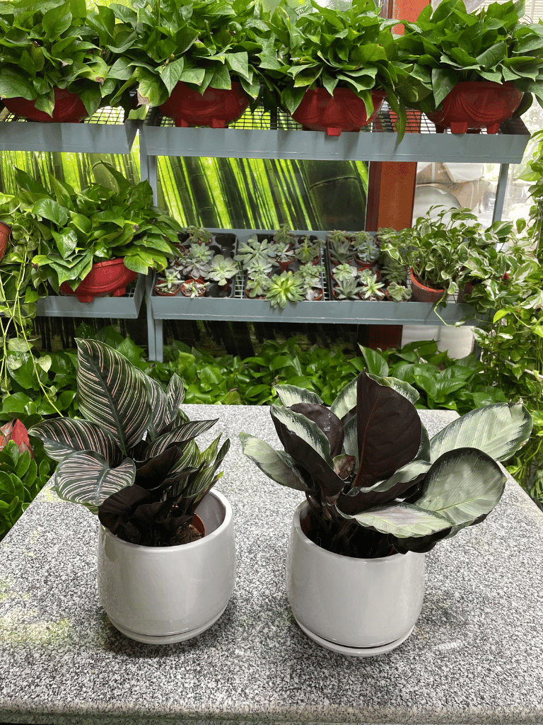 2 Calathea Bundle of TWO