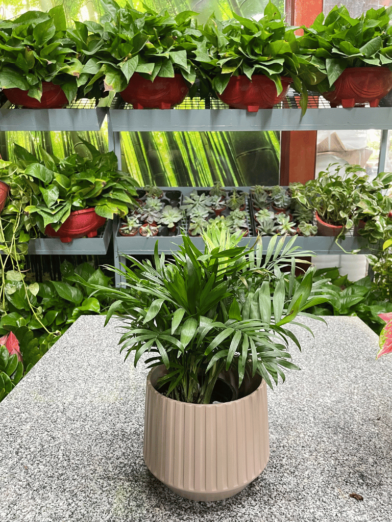 Chamaedorea Plant