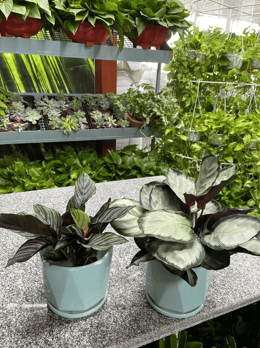 2 Calathea Bundle of TWO