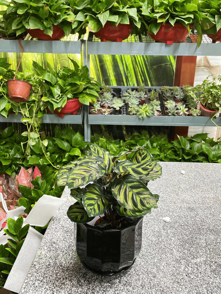 Calathea Table Top