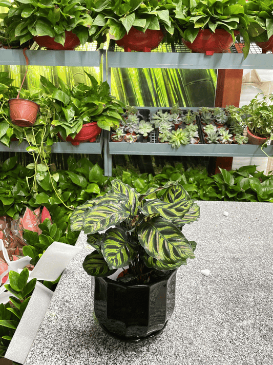 Calathea Table Top