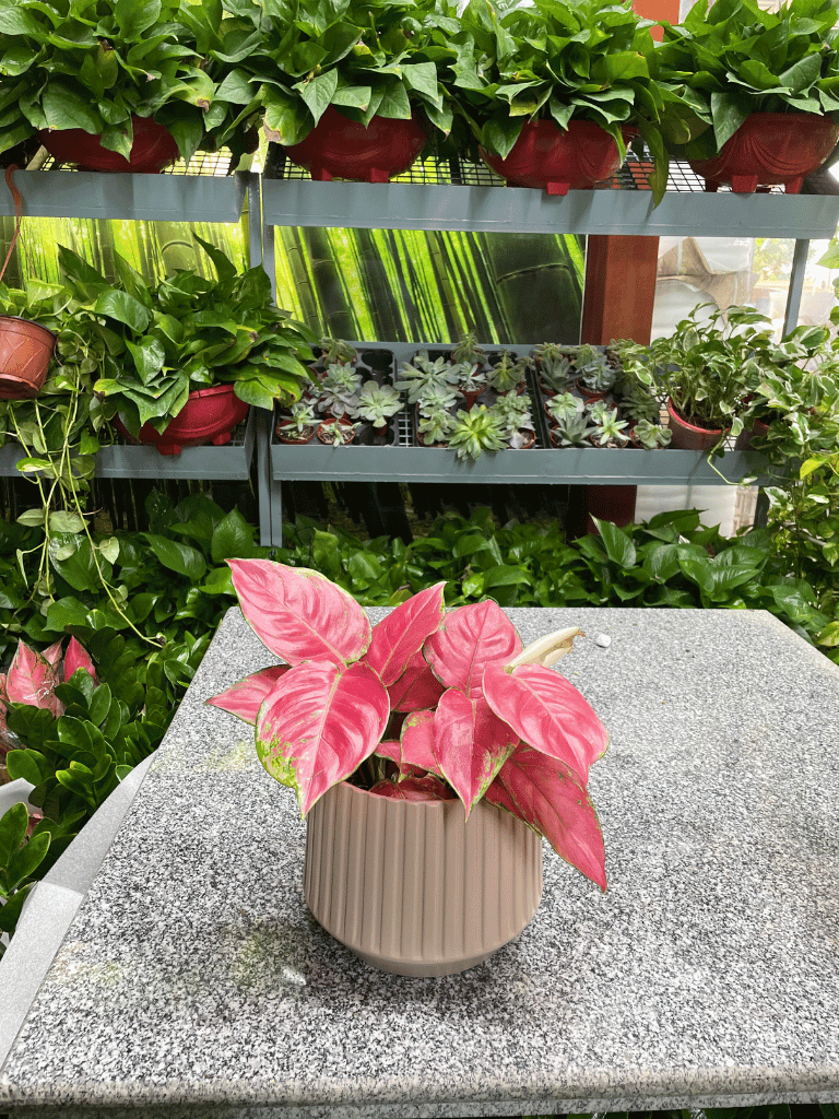 Aglaonema Table Top