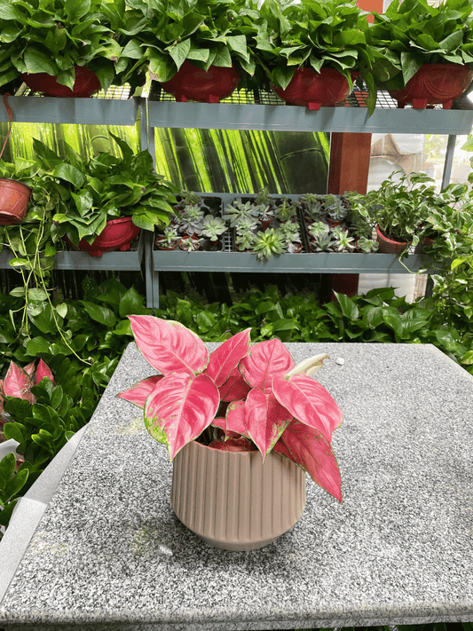 Aglaonema Table Top