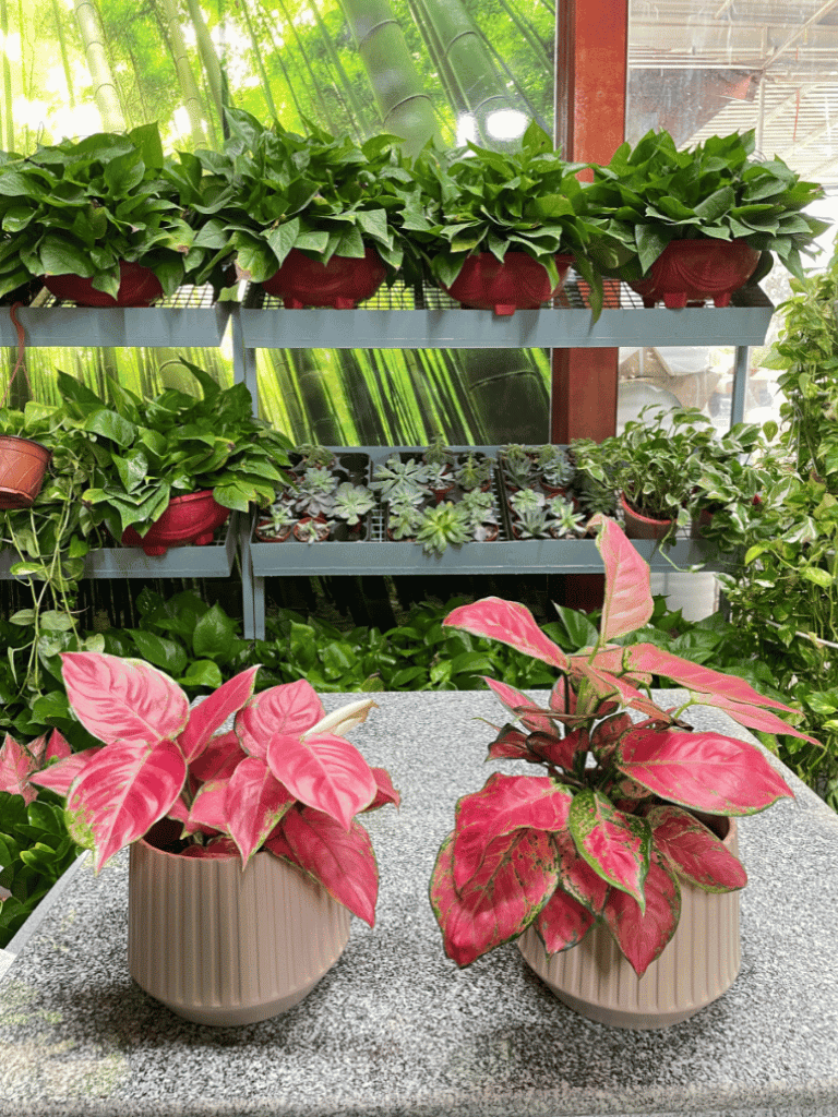 2 Aglaonema - Bundle of TWO