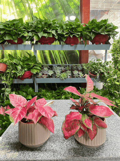 2 Aglaonema - Bundle of TWO