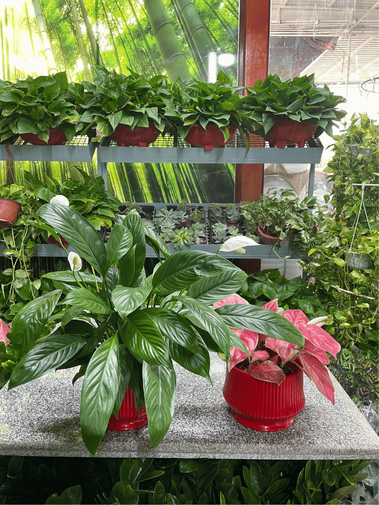 Peace Lily & Aglaonema Bundle of Two