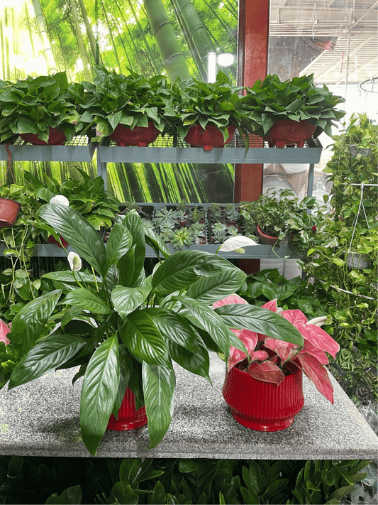 Peace Lily & Aglaonema Bundle of Two