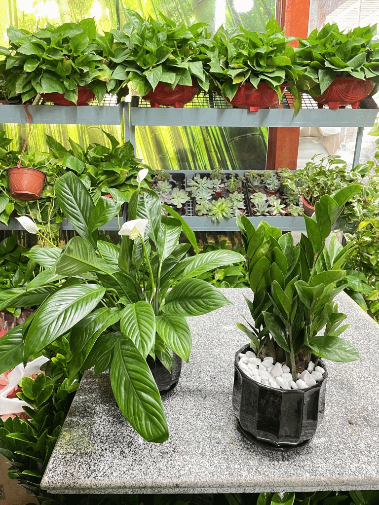 Peace Lily & ZZ Bundle of TWO