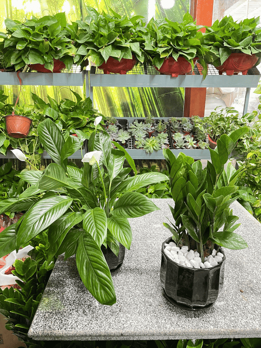 Peace Lily & ZZ Bundle of TWO