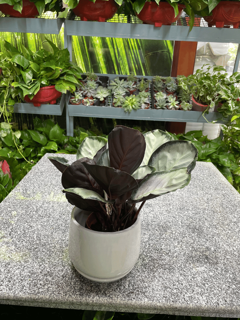 Calathea -  Table Top