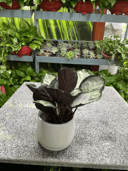 Calathea -  Table Top