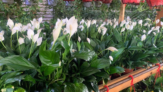 2 Peace Lily - Nursery Pot