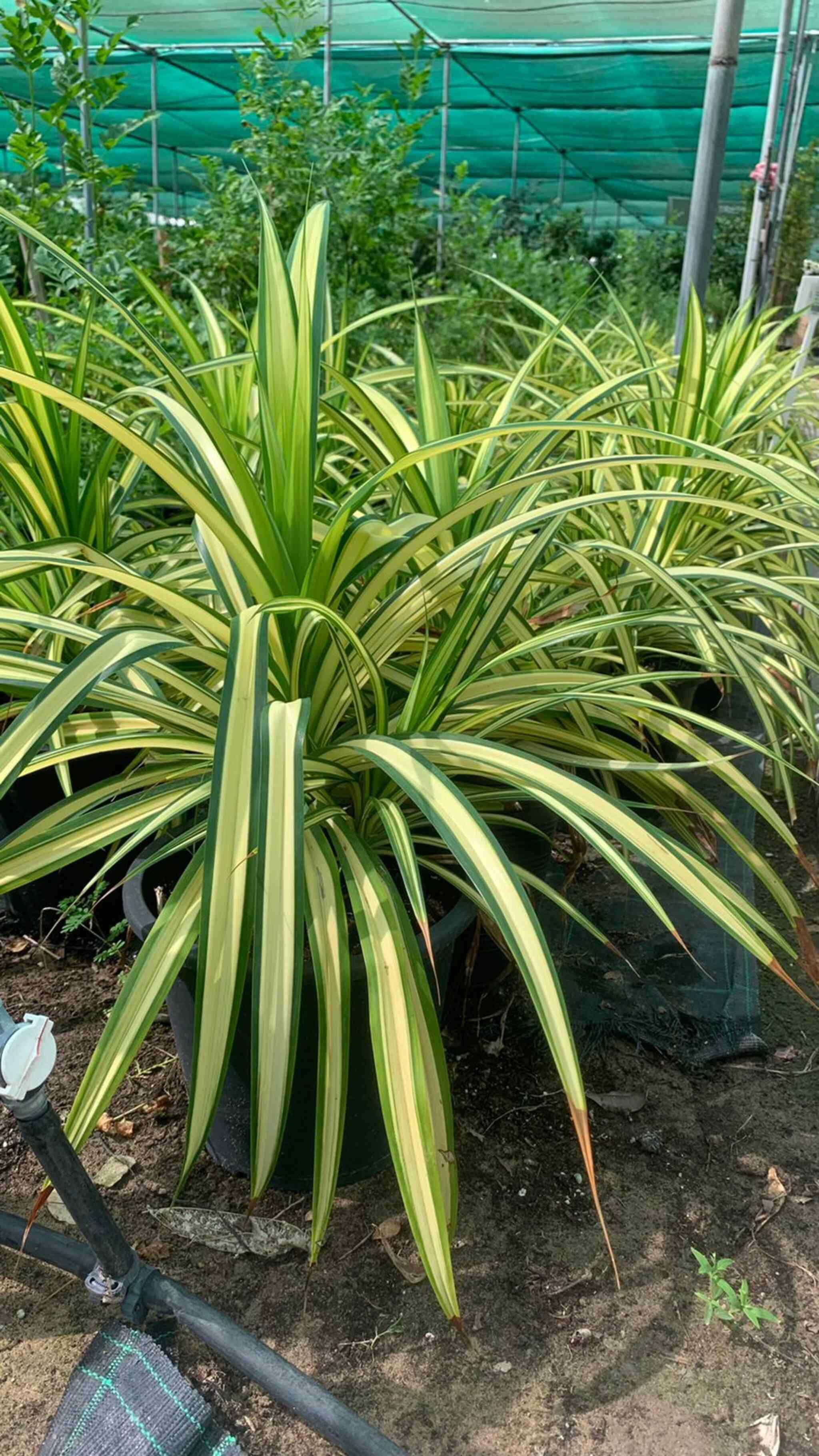 Spider plant - Pandanus Each