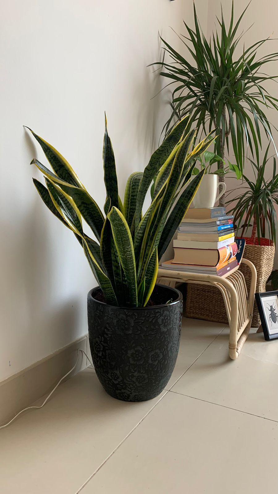 Snake Plant Black Pot - Flower Pot