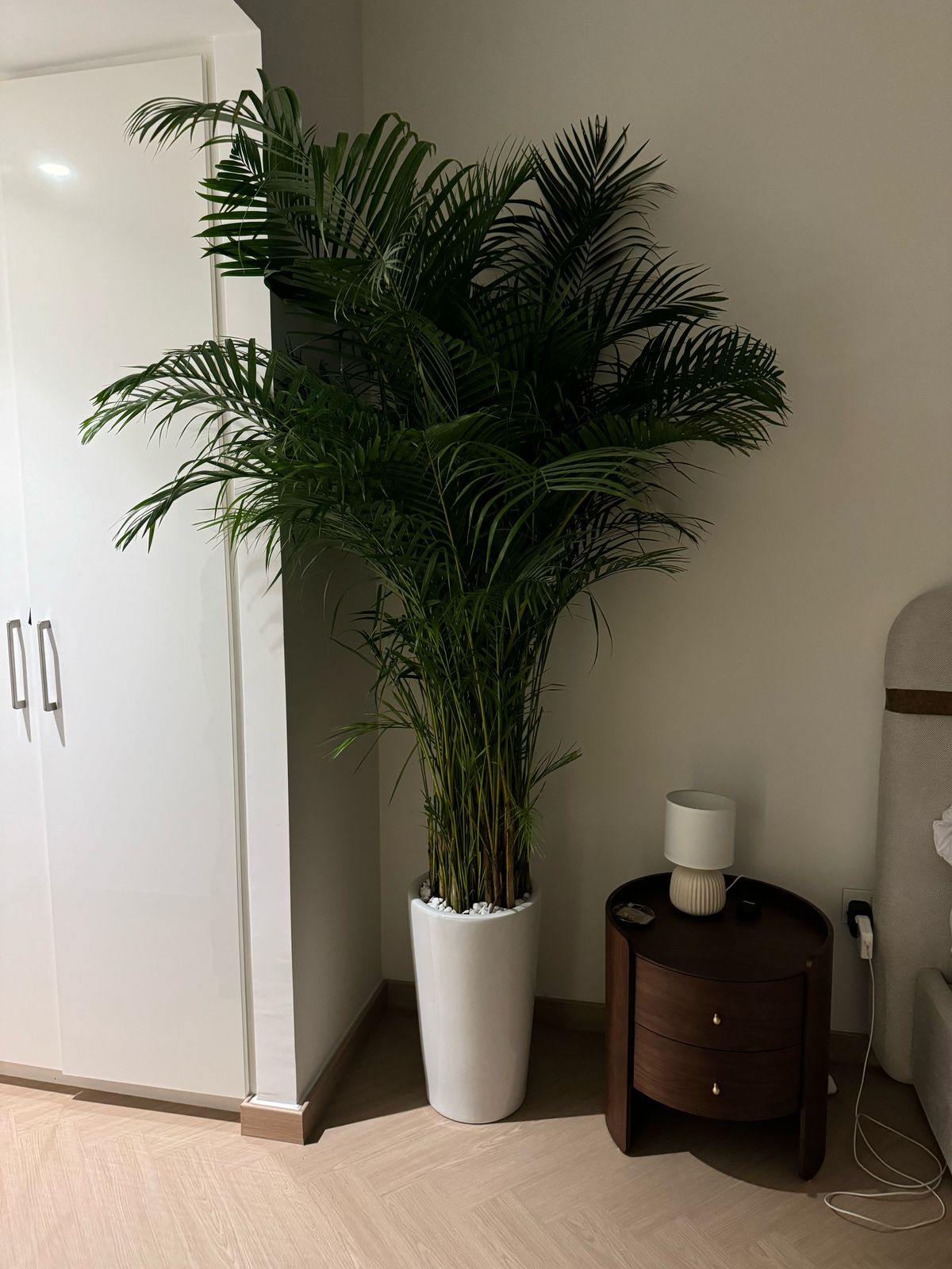 Large Areca Palm - Tall Pot