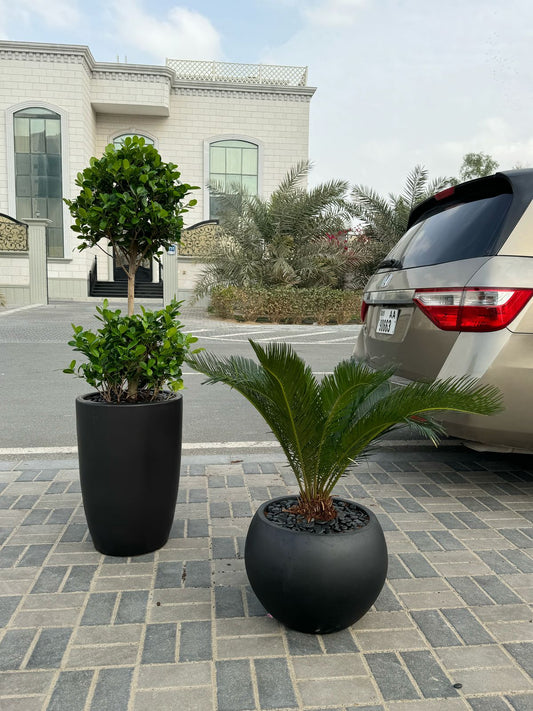 Sago & Double Head Ficus Bundle