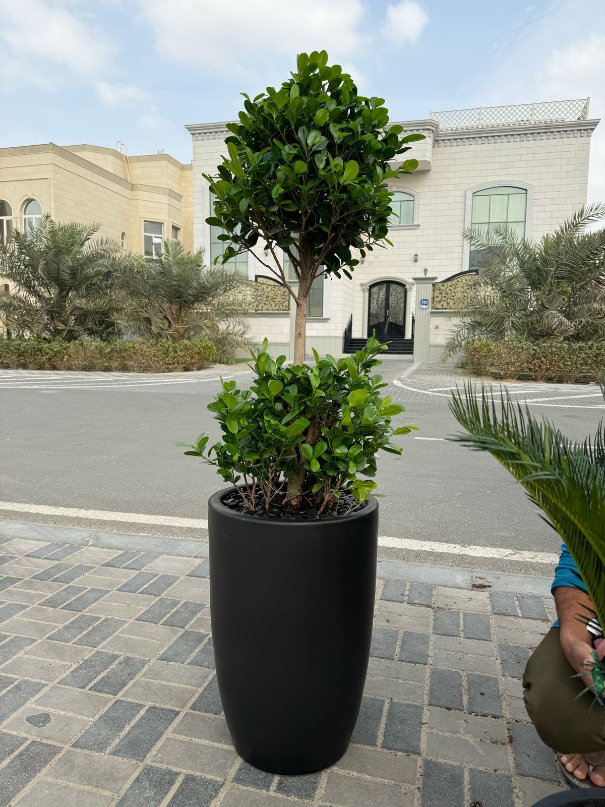 Double Head Ficus - Large Pot