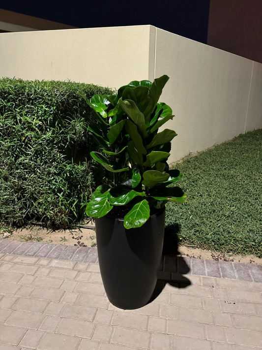 Large Fiddle Tree