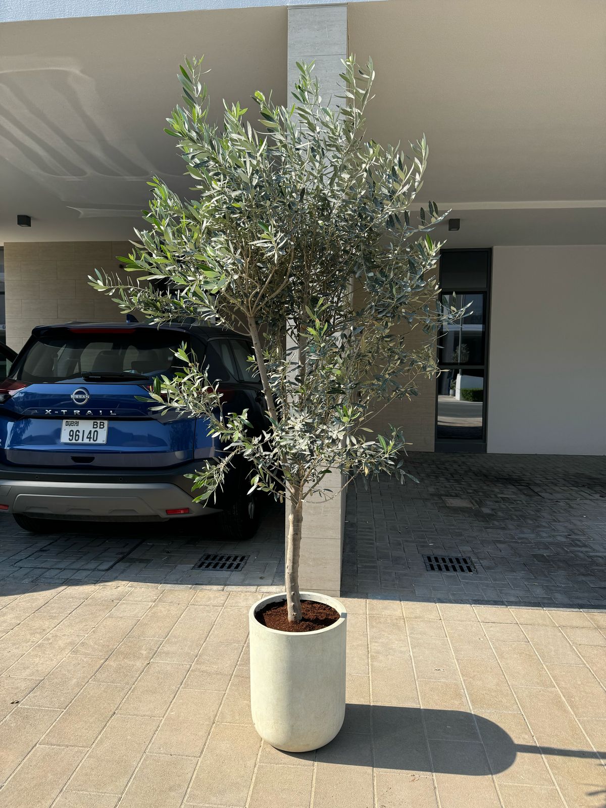 Beautiful Olive Tree - Fiber Pot