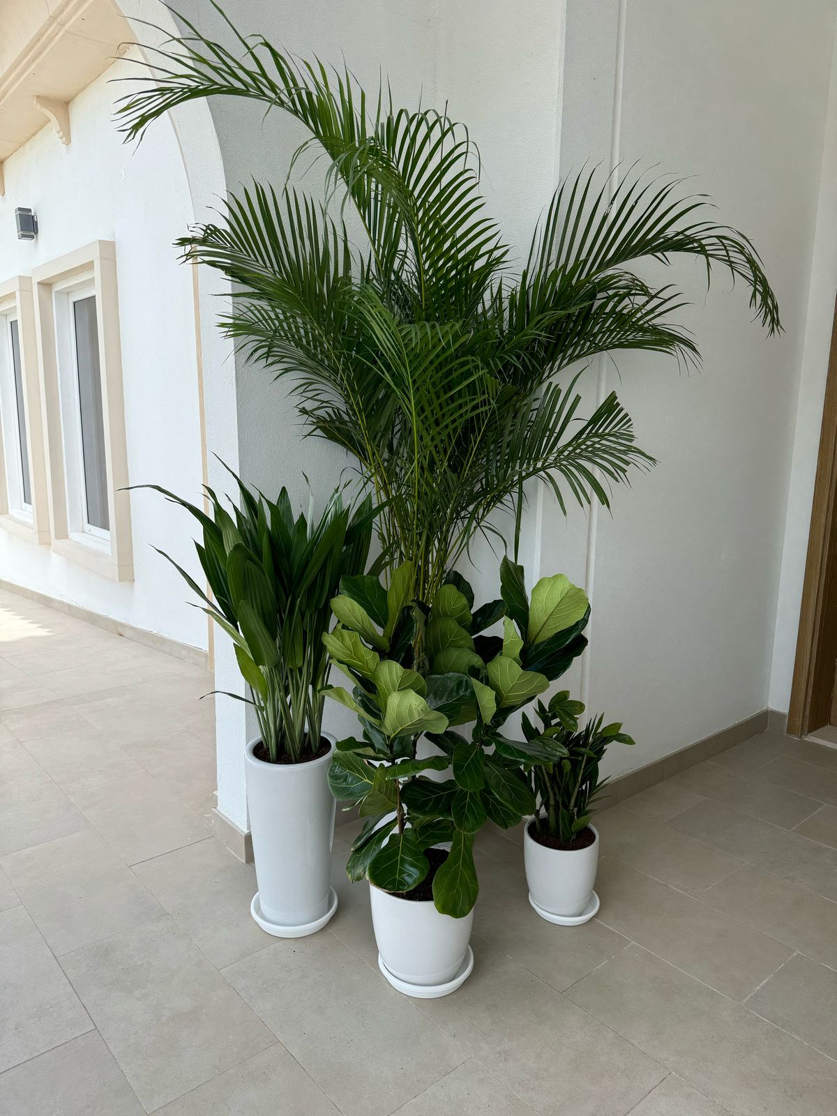 Set of 4 Plants - Low Maintenance