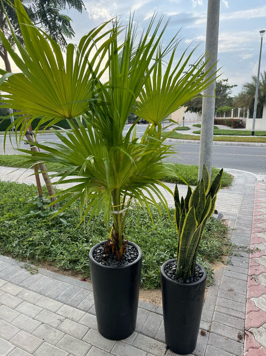 Livistonia & Snake Plant Bundle