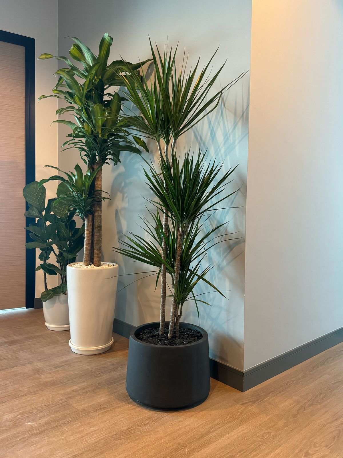 Dracena Dragon Tree
