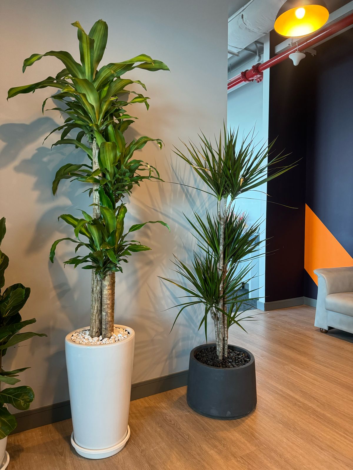 Dracena Bundle