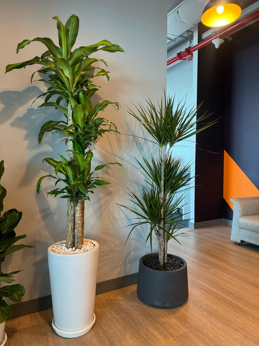 Dracena Bundle