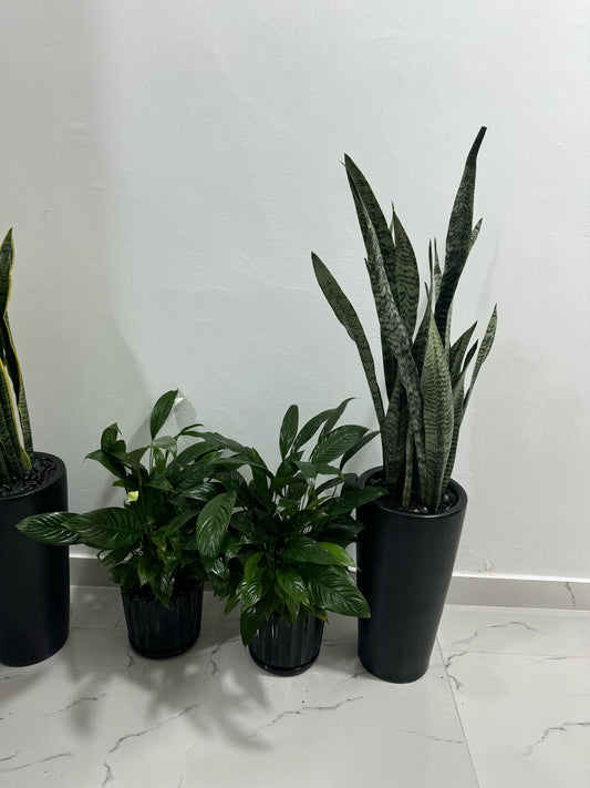 Beginner Bundle