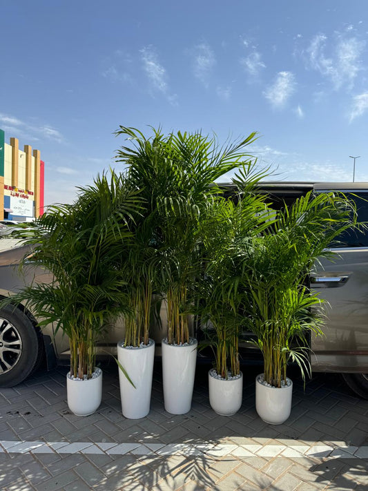 Tropical Areca Palm Bundle - Set of 5