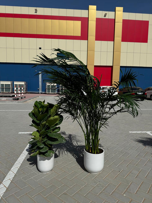 Kentia Large & Fiddle Leaf