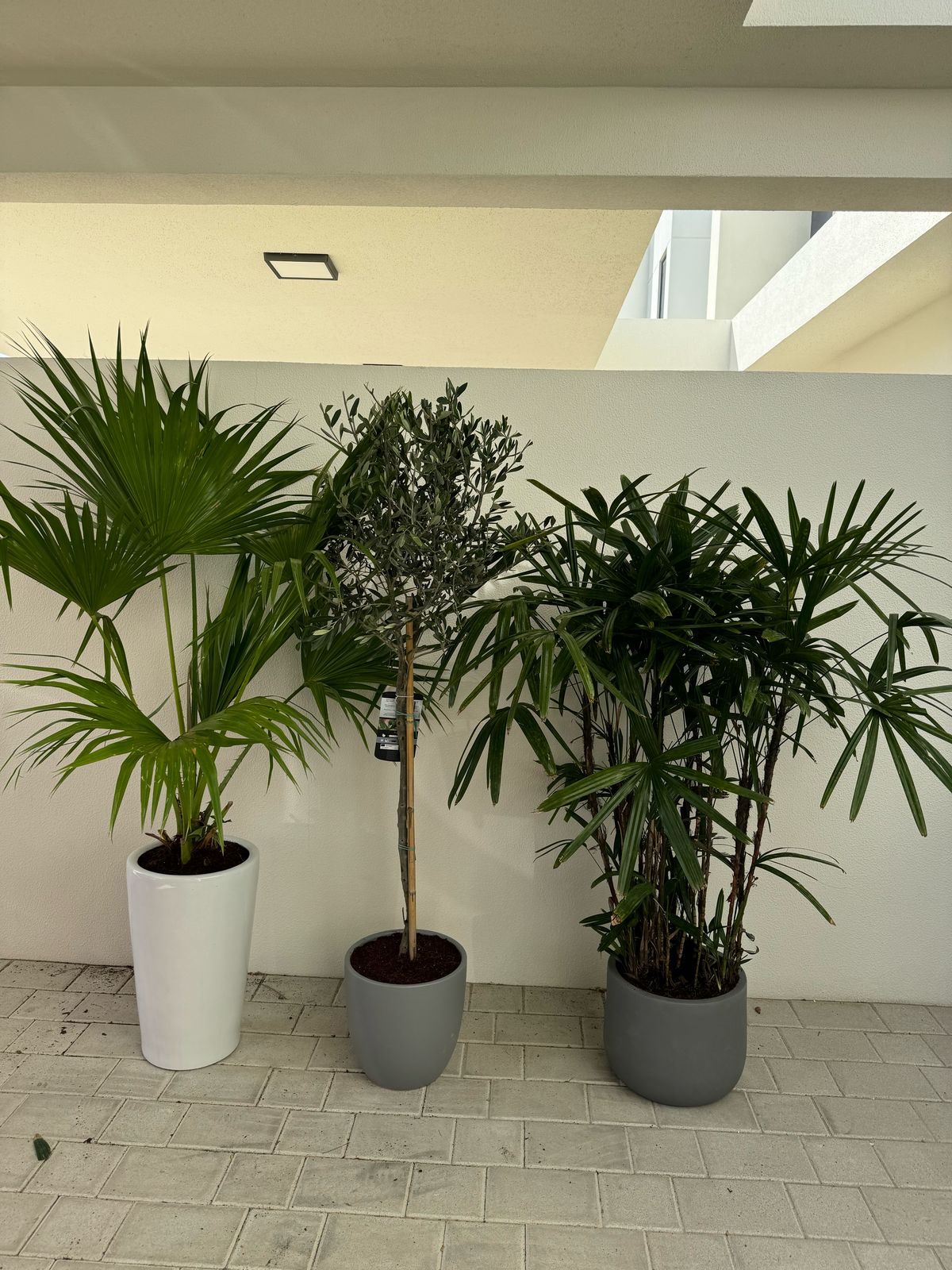 Lady Palm, Olive Tree & Livistona Palm