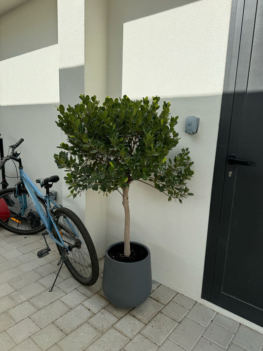 Ball Ficus - Fiber Potted