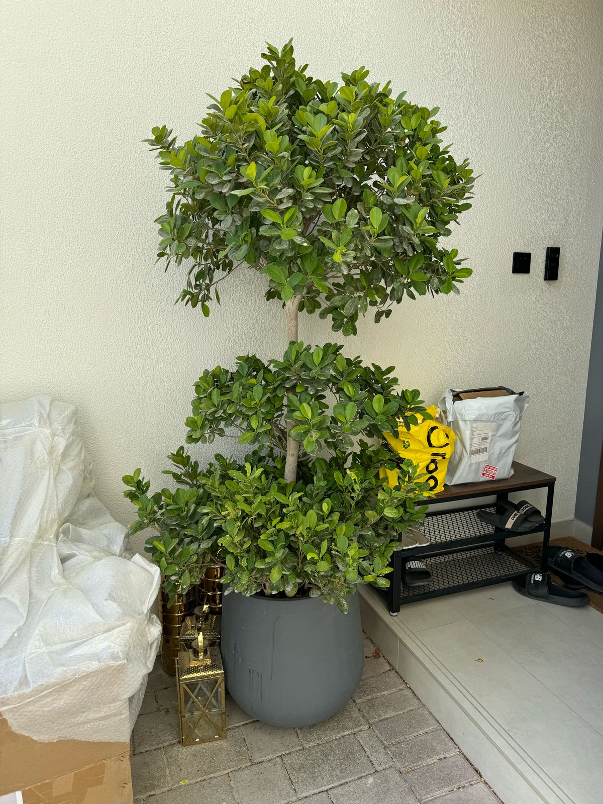 Triple Head Ficus - Fiber Potted