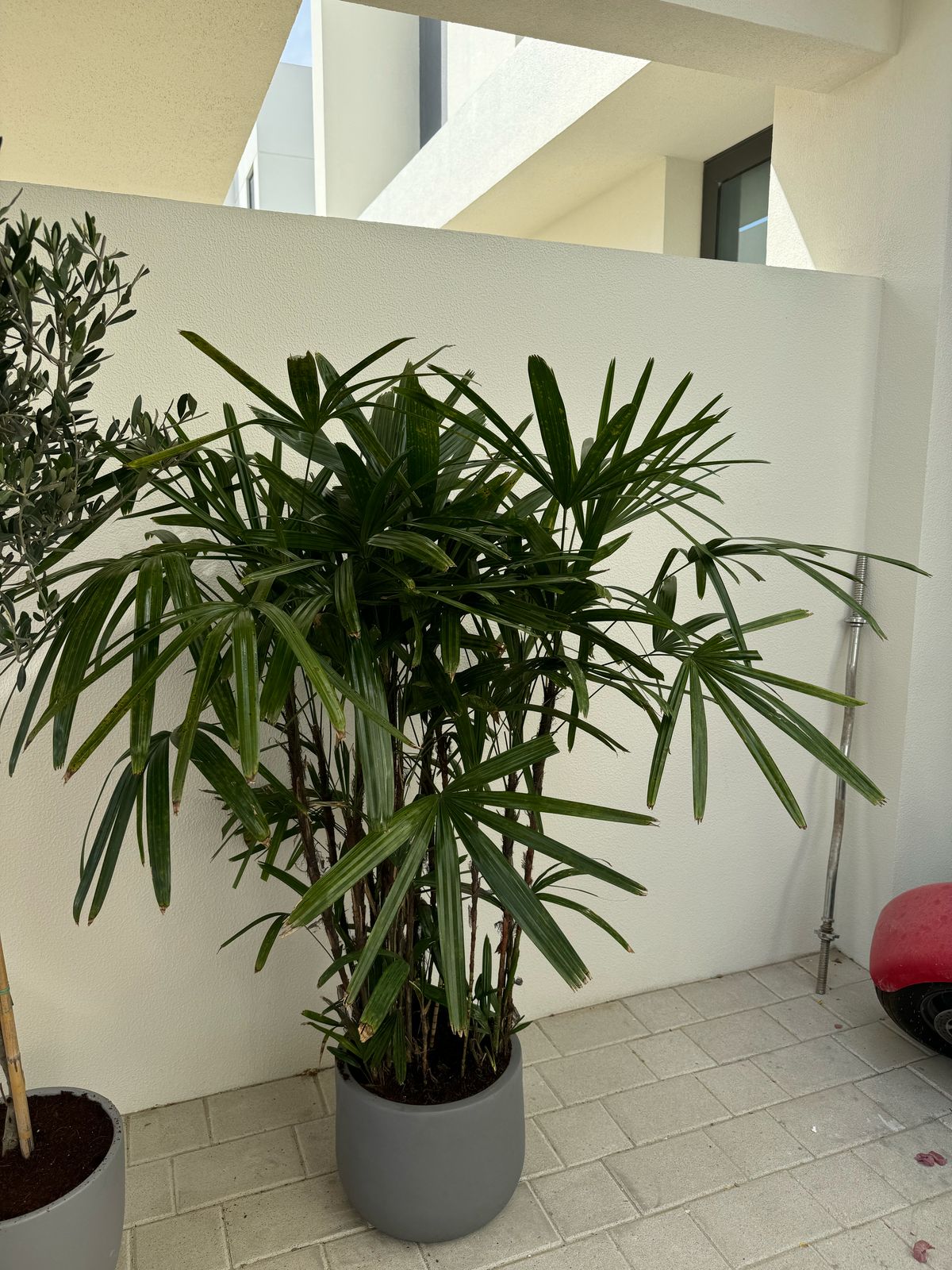 Raphis Palm - Fiber Potted