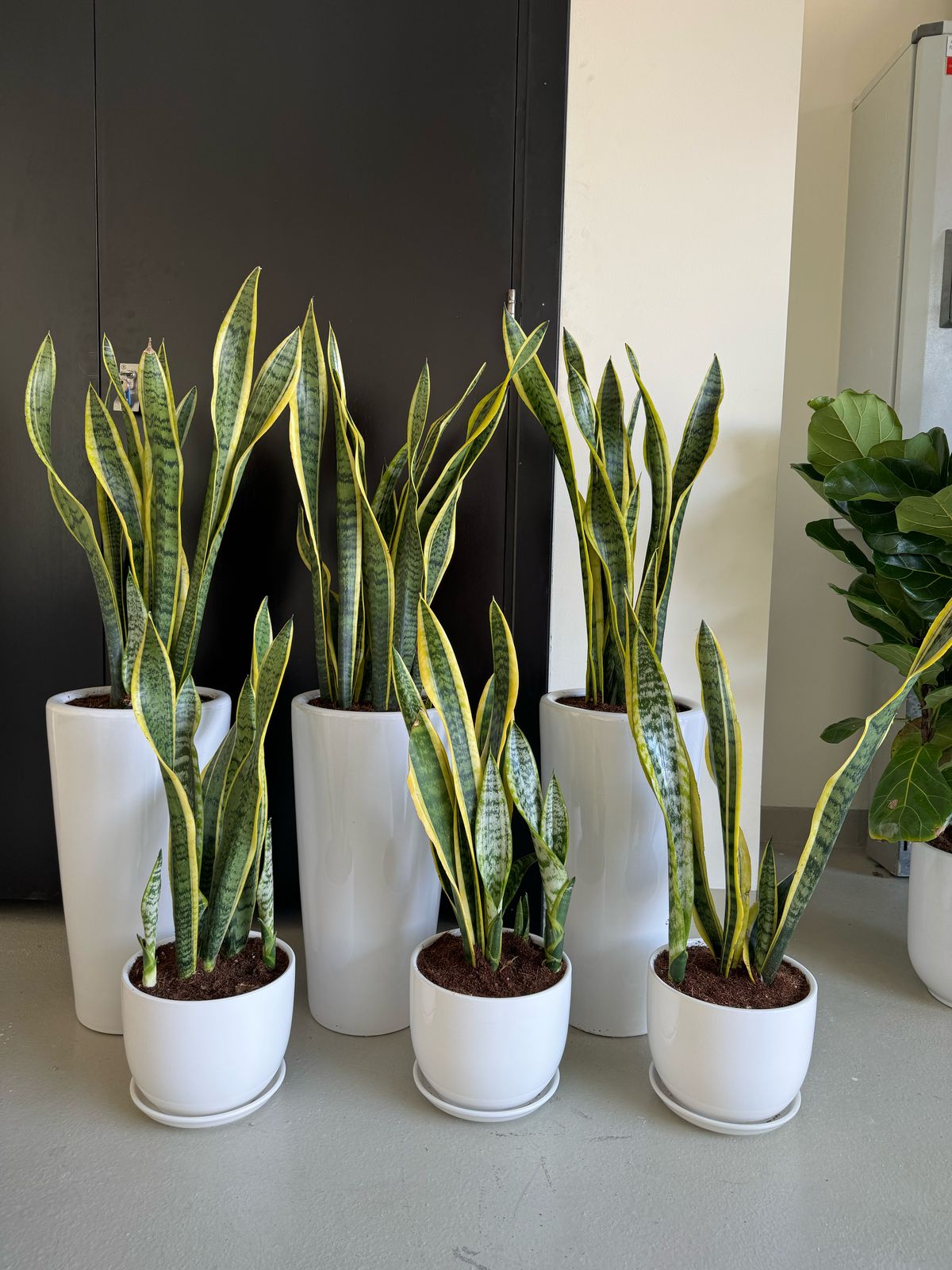 Snake Plant Set – Air-Purifying & Hardy