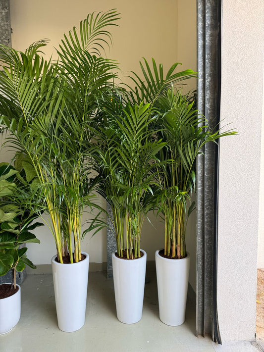 Areca Palm - Trio