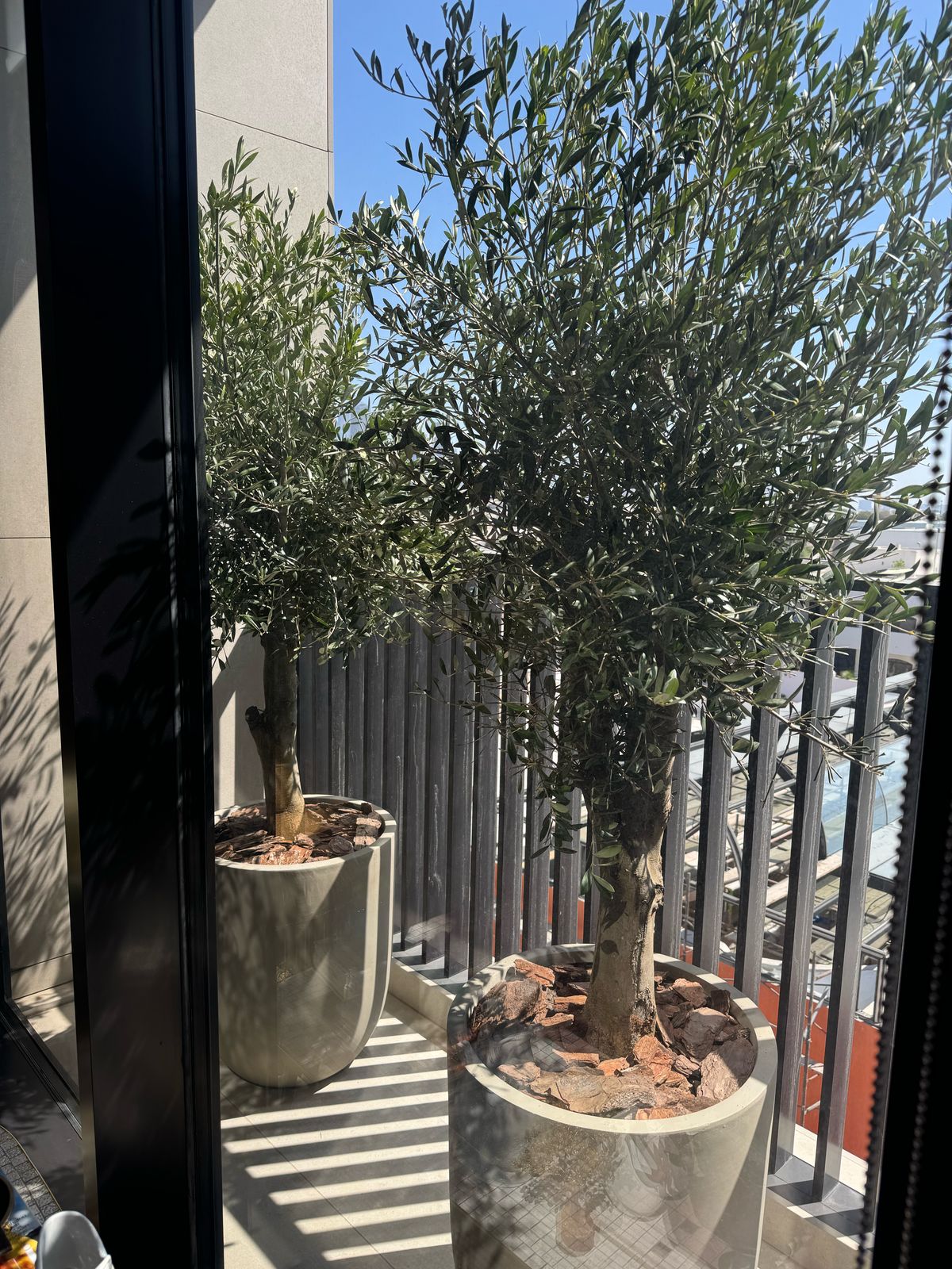 Olive tree - Tall Duo