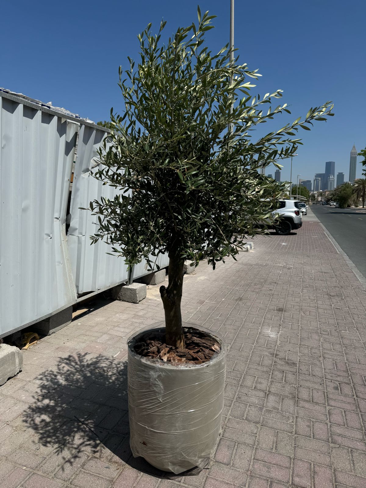 Olive tree - Tall Fiber Pot