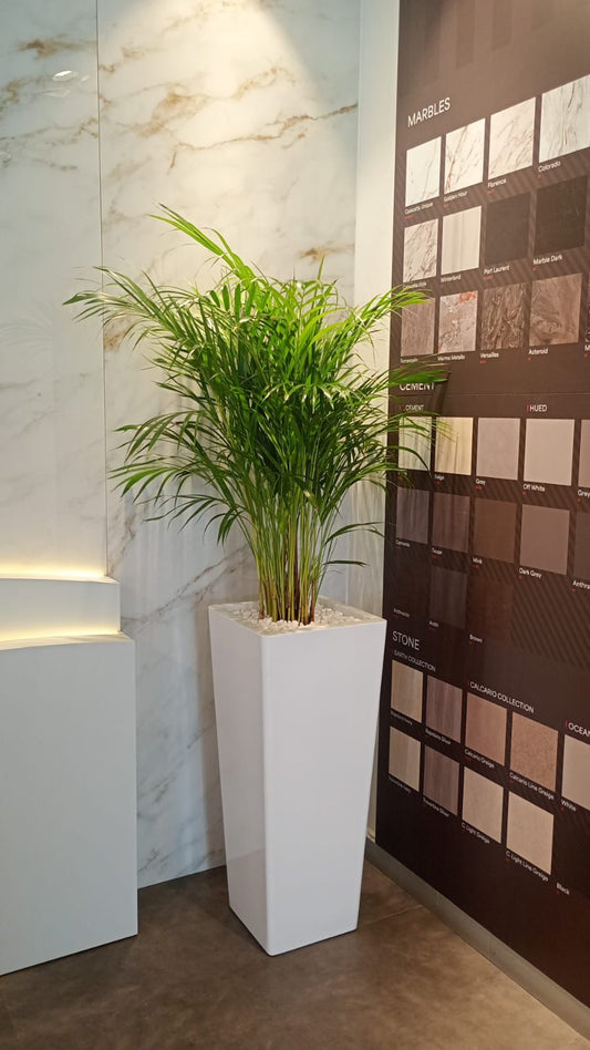 Holland Areca Palm - Tall Fiber Pot ( Premium Quality )