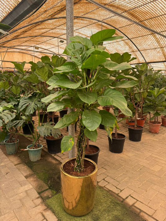 Money Climber Potted