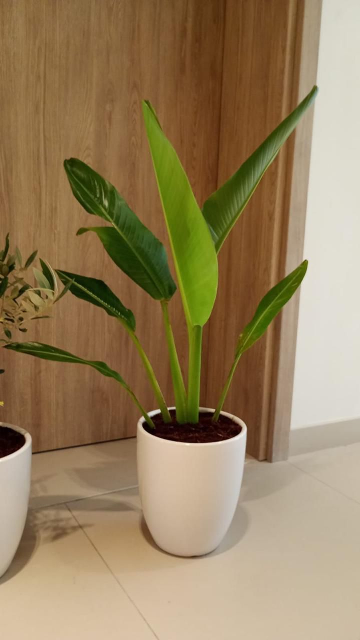 Small Travelers Palm